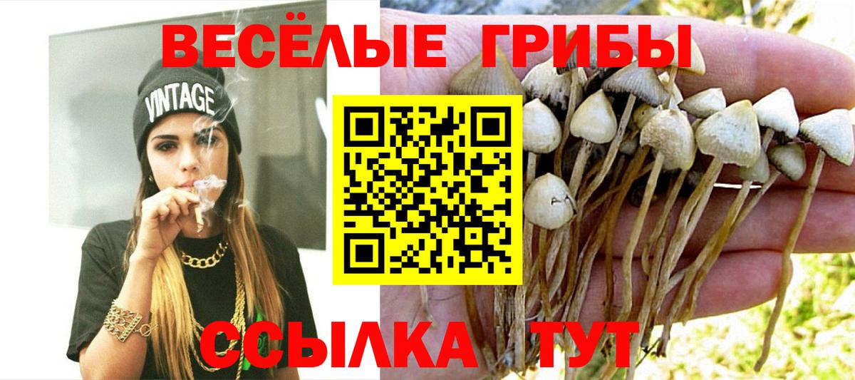 Владивосток  Галлюциногенные грибы Psilocybine cubensis  Вход с VPN 